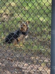 Found/Stray Unknown Dog last seen Leaf Lake Blvd anf Lakeshore Parkway, Birmingham, AL 35211