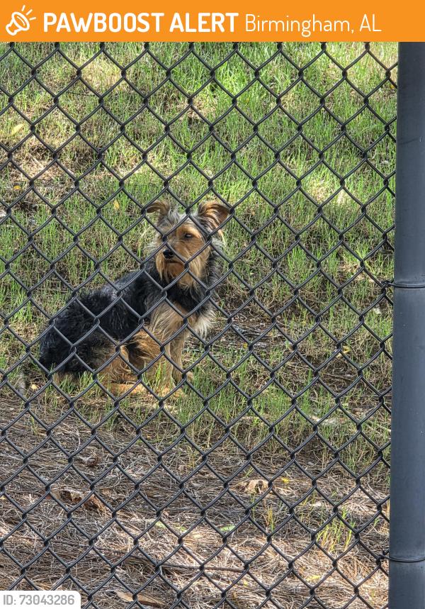 Found/Stray Unknown Dog last seen Leaf Lake Blvd anf Lakeshore Parkway, Birmingham, AL 35211