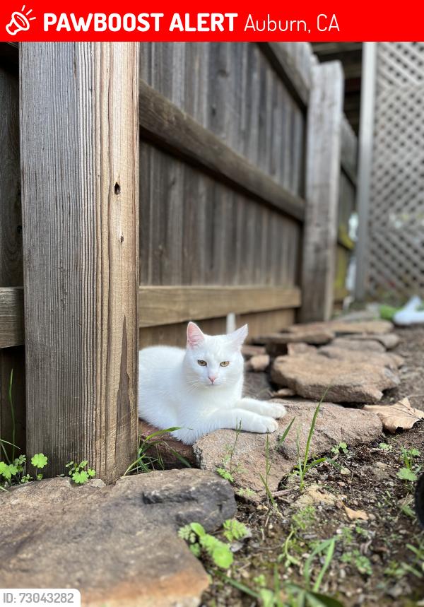 Lost Male Cat last seen Valle Vista Ct., Auburn, CA 95603