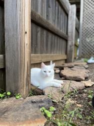 Lost Male Cat last seen Valle Vista Ct., Auburn, CA 95603