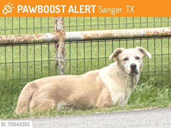 Found/Stray Unknown Dog last seen Rector Road, Sanger, TX 76266