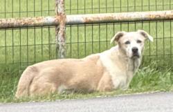 Found/Stray Unknown Dog last seen Rector Road, Sanger, TX 76266
