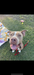 Reunited Female Dog last seen Plantation Rd and Farrington Hwy, Waianae, HI 96792