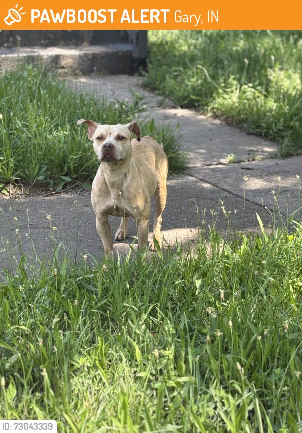Found/Stray Female Dog last seen Found 20th on Gary Indiana, Gary, IN 46402