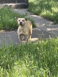 Found/Stray Female Dog last seen Found 20th on Gary Indiana, Gary, IN 46402