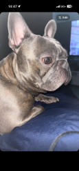 Lost Male Dog last seen valley ridge trail, Memphis, TN 38016