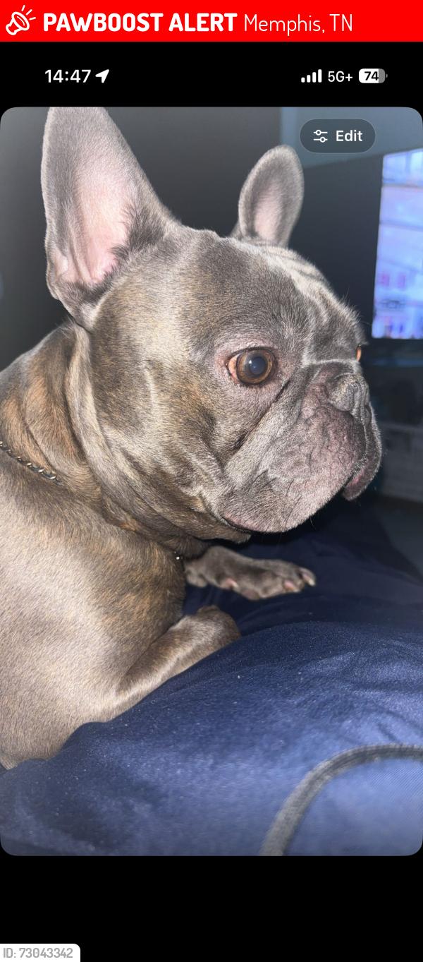 Lost Male Dog last seen valley ridge trail, Memphis, TN 38016