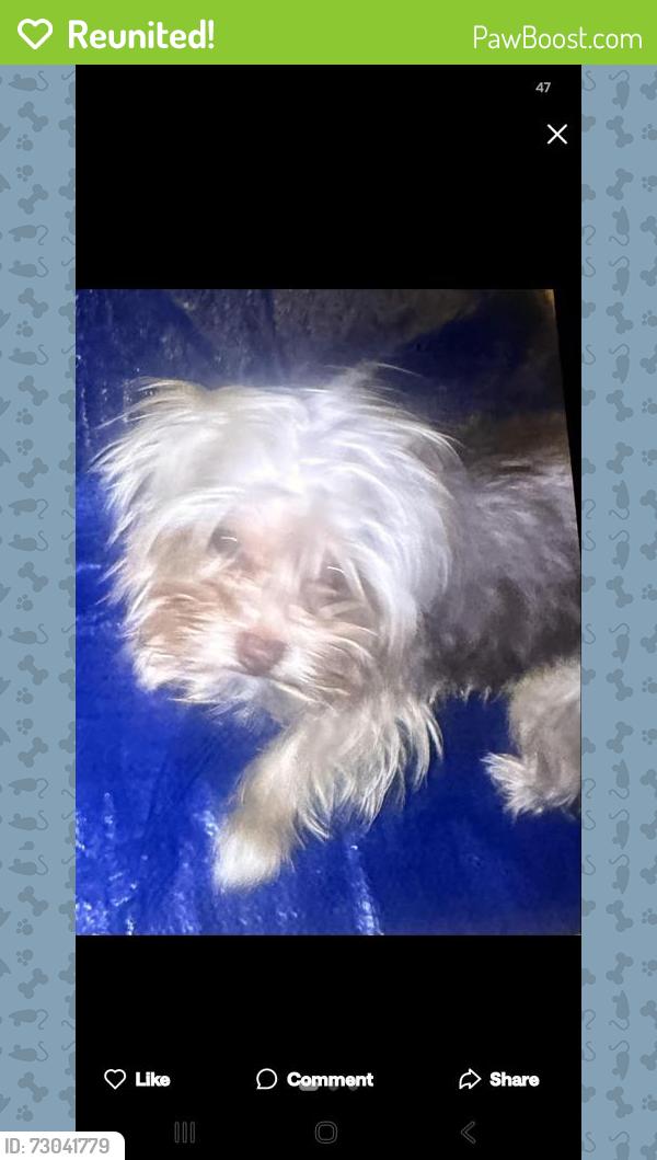 Reunited Male Dog last seen Hudson Cir, Aurora, IL 60502