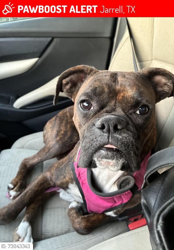 Lost Female Dog last seen Bauxite and 313 , Jarrell, TX 76537