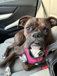 Lost Female Dog last seen Bauxite and 313 , Jarrell, TX 76537