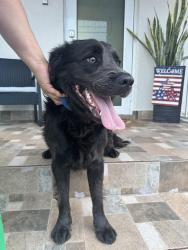 Reunited Male Dog last seen Flagler Street and 8th Street, Coral Gables, FL 33134