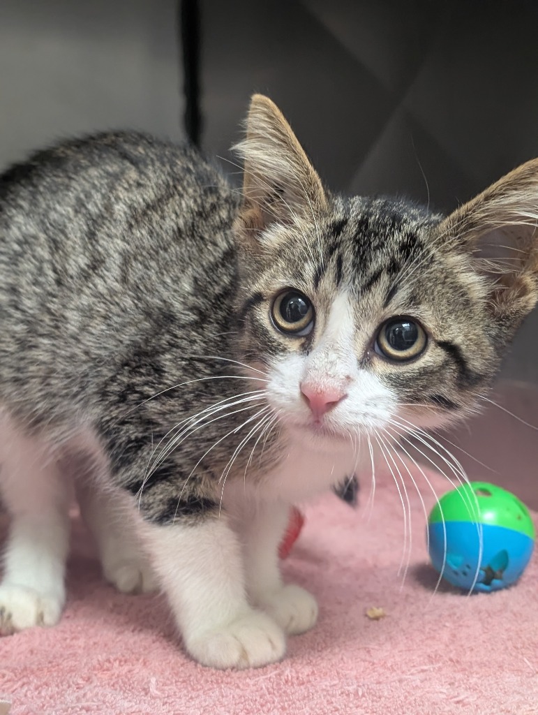 Shelter Stray Male Cat last seen Bexar County, 3353 Morningside Dr, New Braunfels, TX 78132, USA