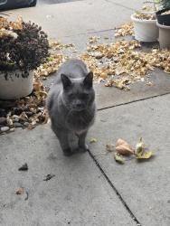 Lost Male Cat last seen Marquette Ave, Appleton, WI 54911