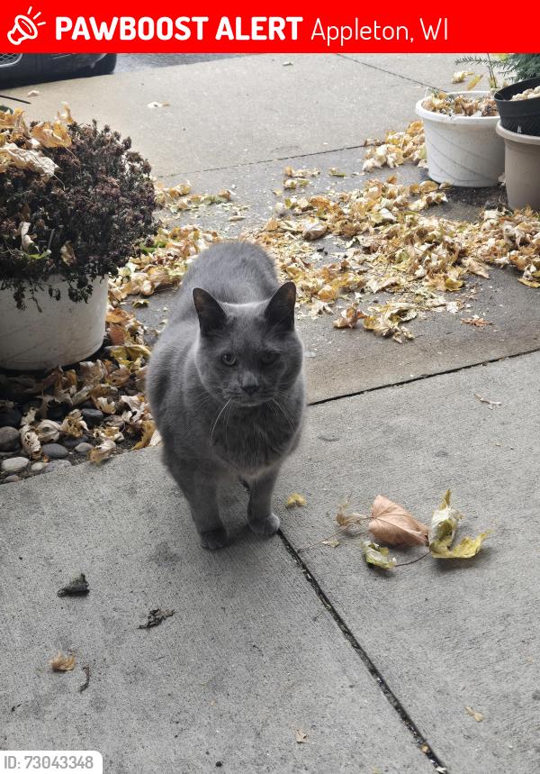 Lost Male Cat last seen Marquette Ave, Appleton, WI 54911