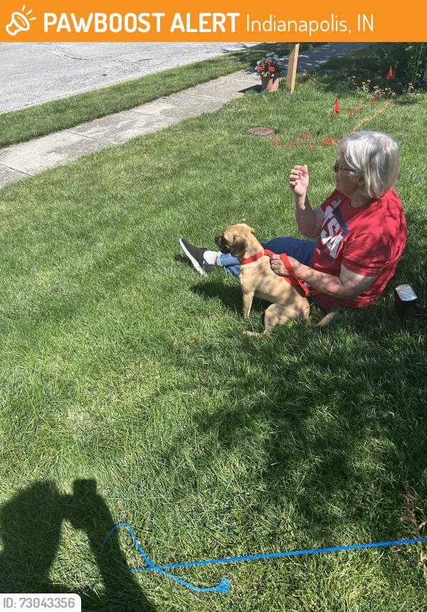 Found/Stray Unknown Dog last seen Combs & Stop 11, Indianapolis, IN 46237
