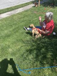 Found/Stray Unknown Dog last seen Combs & Stop 11, Indianapolis, IN 46237