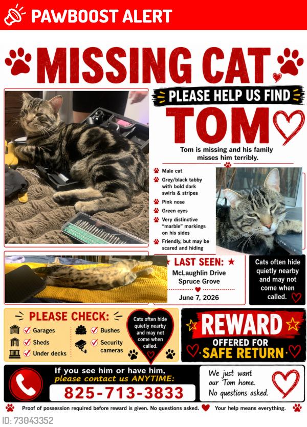 Lost Male Cat last seen Spruce grove kal tire , Spruce Grove, AB T7X 0E1