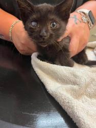 Shelter Stray Male Cat last seen Bexar County, 3353 Morningside Dr, New Braunfels, TX 78132, USA