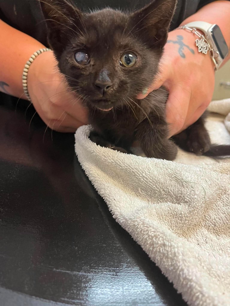 Shelter Stray Male Cat last seen Bexar County, 3353 Morningside Dr, New Braunfels, TX 78132, USA