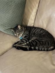 Lost Male Cat last seen Mission St, San Juan Bautista, CA 95045