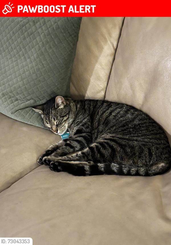Lost Male Cat last seen Mission St, San Juan Bautista, CA 95045