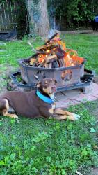 Reunited Female Dog last seen Sharon LN Hamilton OH 45013, Hamilton, OH 45013