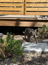 Found/Stray Unknown Cat last seen Oakside circle, Palliser, Calgary, AB T2V 4P2