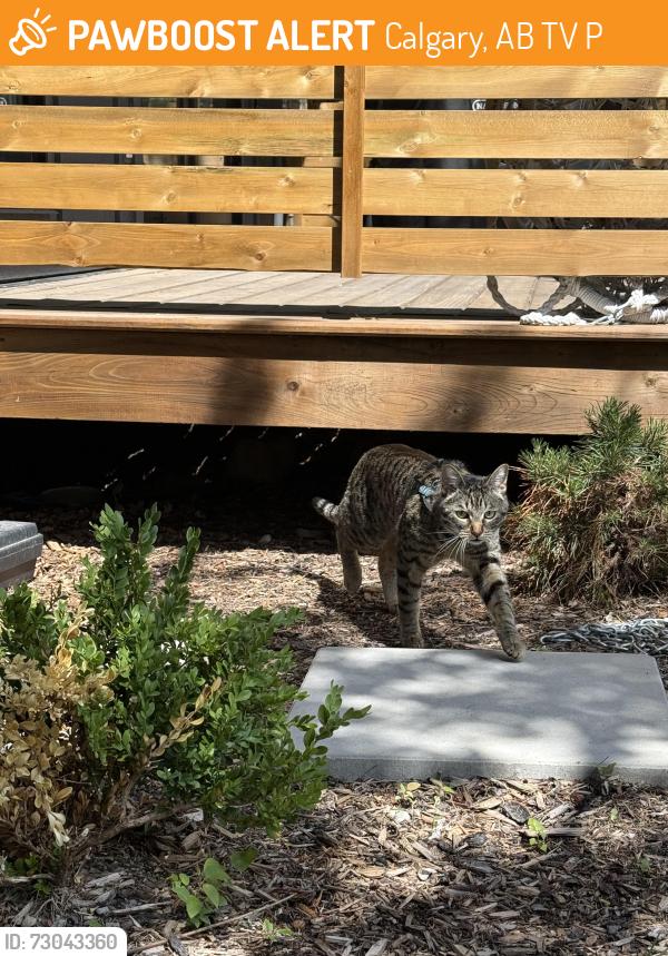 Found/Stray Unknown Cat last seen Oakside circle, Palliser, Calgary, AB T2V 4P2