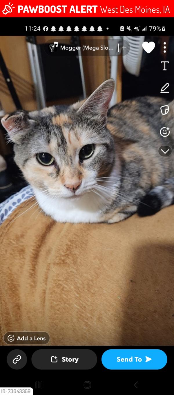 Lost Female Cat last seen Fairmeadows school and park, West Des Moines, IA 50265