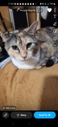 Lost Female Cat last seen Fairmeadows school and park, West Des Moines, IA 50265