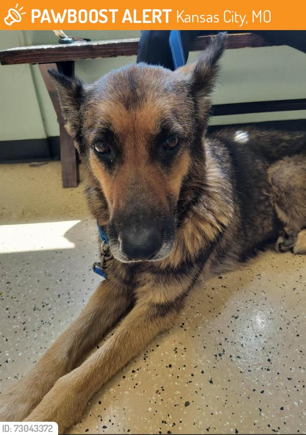 Found/Stray Female Dog last seen 59th and Brighton, Kansas City, MO 64130