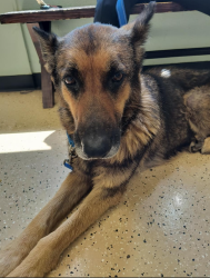 Found/Stray Female Dog last seen 59th and Brighton, Kansas City, MO 64130