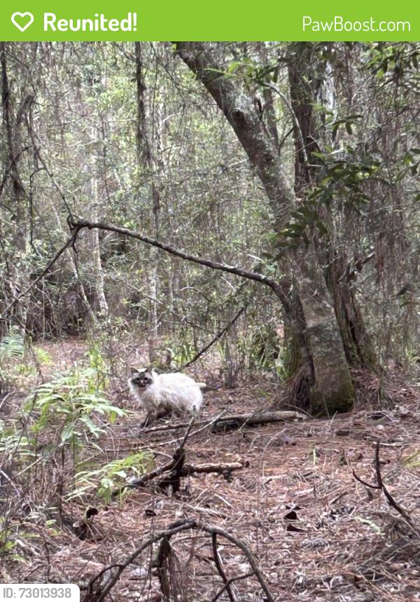 Reunited Unknown Cat last seen In the woods between Greenleaf and Reserve apmts , Valley Ridge Blvd, FL 32081