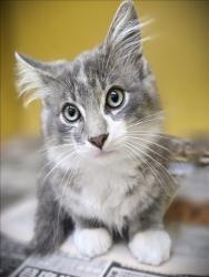 Shelter Stray Female Cat last seen , 3201 Lacy St, Los Angeles, CA 90031, USA