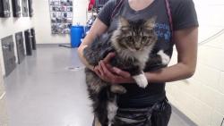 Shelter Stray Female Cat last seen Near BLOCK N MEADE ST, DENVER CO 80219, 1241 W Bayaud Ave, Denver, CO 80223, USA