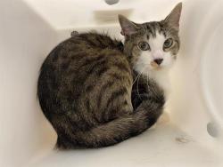 Shelter Stray Male Cat last seen Near BLOCK N 64TH ST, 3839 W Burnham St, West Milwaukee, WI 53215, USA