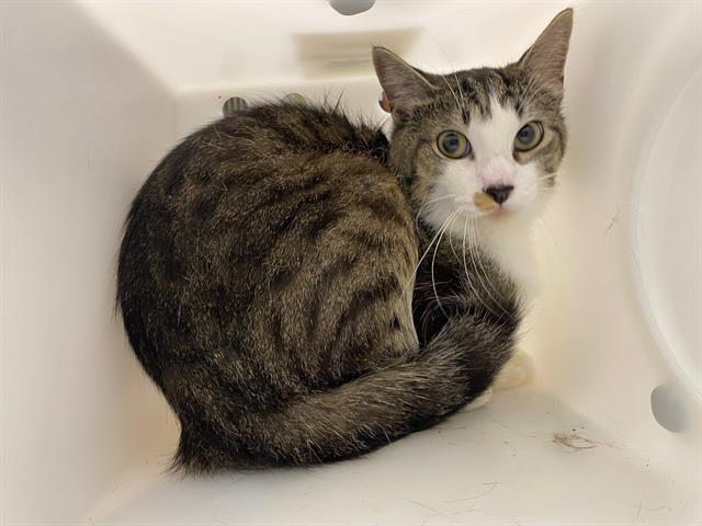 Shelter Stray Male Cat last seen Near BLOCK N 64TH ST, 3839 W Burnham St, West Milwaukee, WI 53215, USA