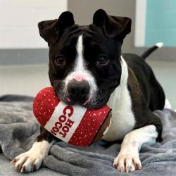 Shelter Stray Female Dog last seen Near, 2600 S Harding St, Indianapolis, IN 46221, USA