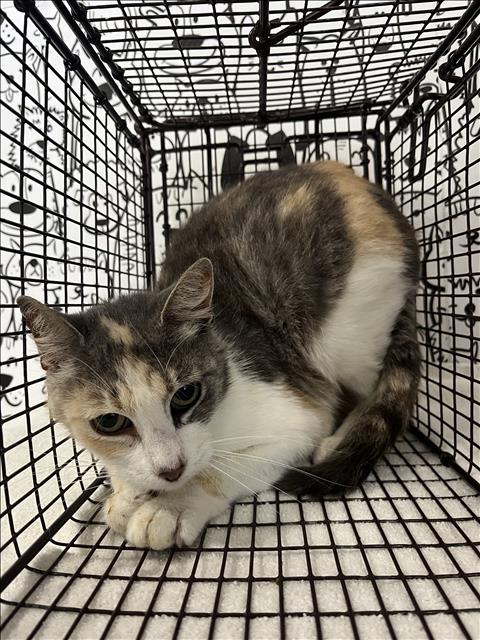 Shelter Stray Female Cat last seen , 957 N Gaffey St, San Pedro, CA 90731, USA