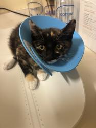 Shelter Stray Female Cat last seen VEG SAN RAMON, 1950 Stevenson Blvd, Fremont, CA 94538, USA