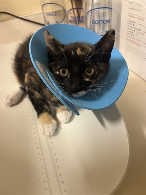 Shelter Stray Female Cat last seen VEG SAN RAMON, 1950 Stevenson Blvd, Fremont, CA 94538, USA