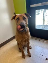 Shelter Stray Male Dog last seen Near BLOCK 59TH PL S, KENT WA 98032, 21615 64th Ave S, Kent, WA 98032, USA