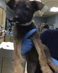 Shelter Stray Female Dog last seen PERRIS BLVD & RAMONA EXWY, 6851 Van Buren Boulevard, Jurupa Valley, CA 92509, USA