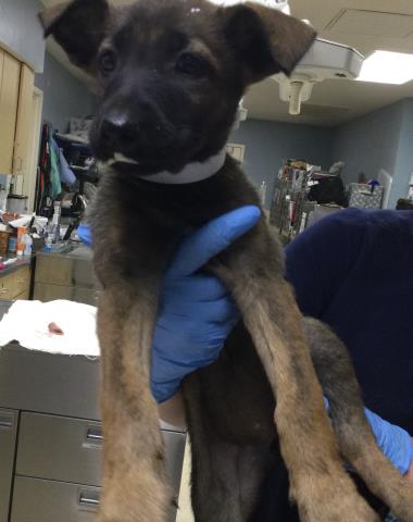 Shelter Stray Female Dog last seen PERRIS BLVD & RAMONA EXWY, 6851 Van Buren Boulevard, Jurupa Valley, CA 92509, USA