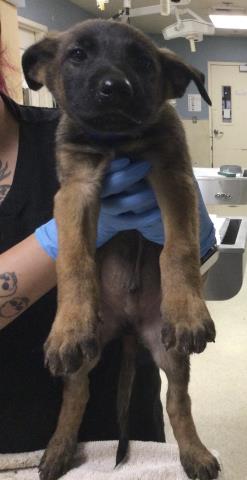 Shelter Stray Male Dog last seen PERRIS BLVD & RAMONA EXWY, 6851 Van Buren Boulevard, Jurupa Valley, CA 92509, USA