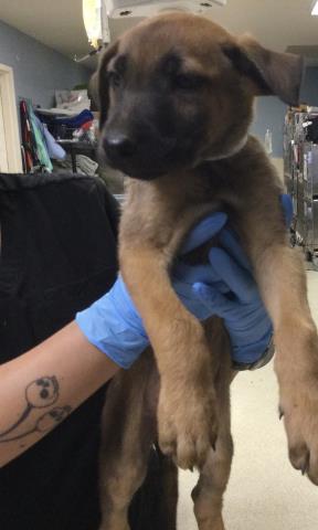Shelter Stray Female Dog last seen PERRIS BLVD & RAMONA EXWY, 6851 Van Buren Boulevard, Jurupa Valley, CA 92509, USA