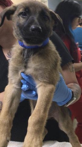 Shelter Stray Male Dog last seen PERRIS BLVD & RAMONA EXWY, 6851 Van Buren Boulevard, Jurupa Valley, CA 92509, USA