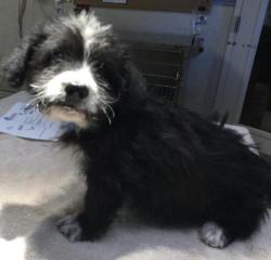 Shelter Stray Male Dog last seen Near BLOCK RIDGEVIEW AVE, JURUPA VALLEY CA 91752, 6851 Van Buren Boulevard, Jurupa Valley, CA 92509, USA