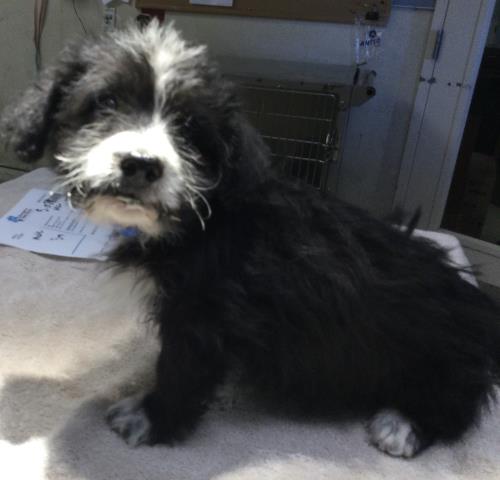 Shelter Stray Male Dog last seen Near BLOCK RIDGEVIEW AVE, JURUPA VALLEY CA 91752, 6851 Van Buren Boulevard, Jurupa Valley, CA 92509, USA