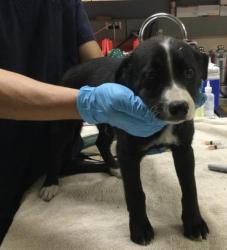 Shelter Stray Male Dog last seen Near BLOCK RIDGEVIEW AVE, JURUPA VALLEY CA 91752, 6851 Van Buren Boulevard, Jurupa Valley, CA 92509, USA
